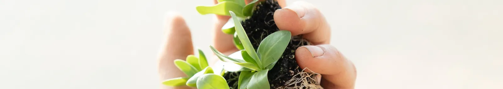 photo hand holding plant